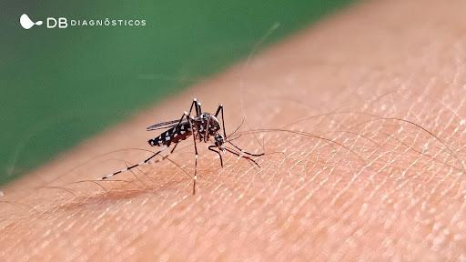 Entendendo o que aconteceu com a Dengue no Brasil | Diagnósticos do Brasil